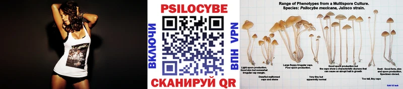 Псилоцибиновые грибы Psilocybine cubensis  площадка как зайти  Лобня 
